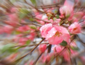 Focal Spring Flowers in the Rain