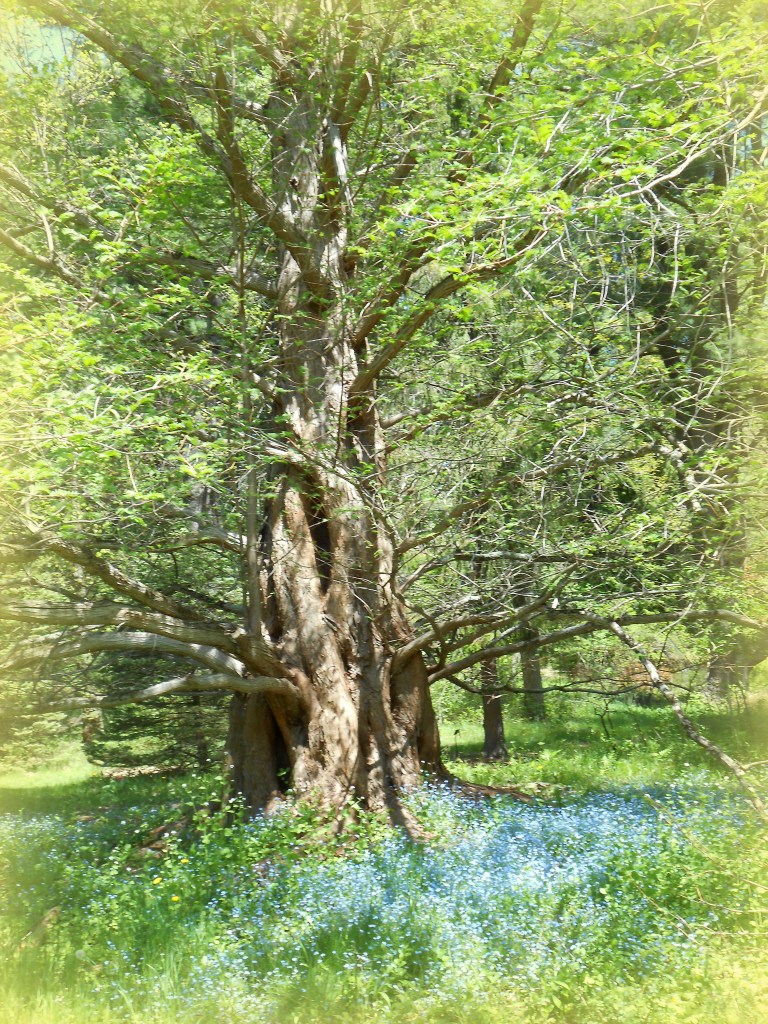 Old Tree and Forget Me Nots